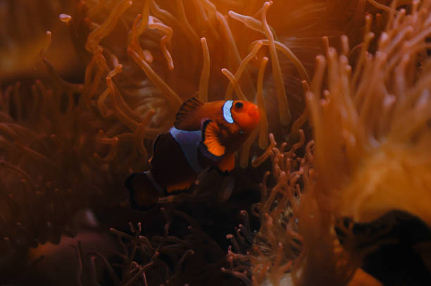 Aquatic
