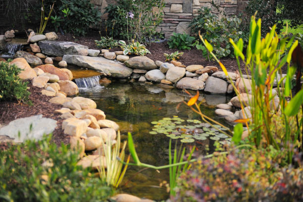 Pond