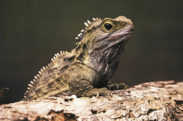 Reptile