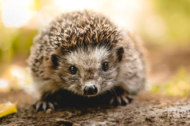 Small-animals